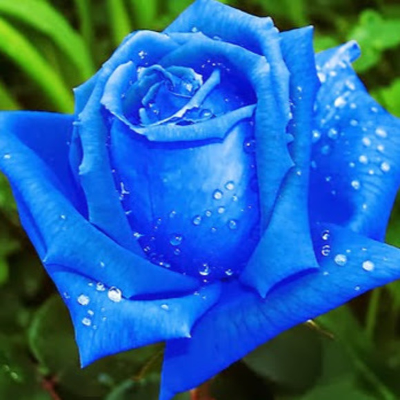 Meet your Posher, Virginia - Picture 1 of 1